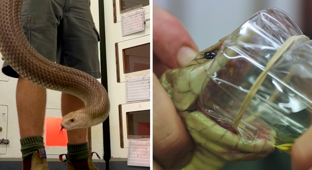 Avustralya'da bir yılan uzmanı, aynı anda 20 insanı öldürme gücüne sahip yılandan 5.5 gram zehir çıkarttı