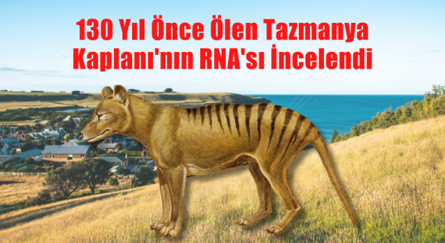 130 Yıl Önce Ölen Tazmanya Kaplanı'nın RNA'sı İncelendi