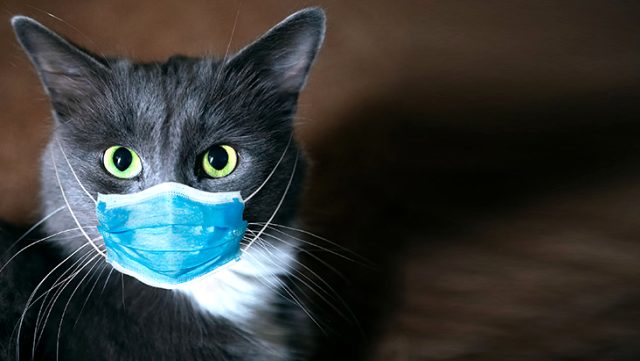 Koronavirüs salgınının başladığı Vuhan'dan uyarı geldi: Kedilerde hastalığa yakalanma oranı yüksek