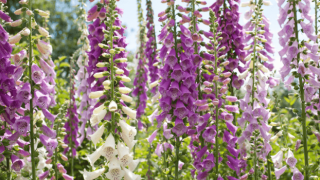 Foxglove Bitkisi Avustralya’da Zararlı Ot İlan Edildi