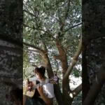 Suyla Polat plays "Lullaby for Maya" by Melih Güzel