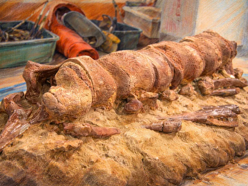 llüstrasyon: Ocean Grove sahilinde çıkarılan 20 milyon yıllık balina fosili omurları