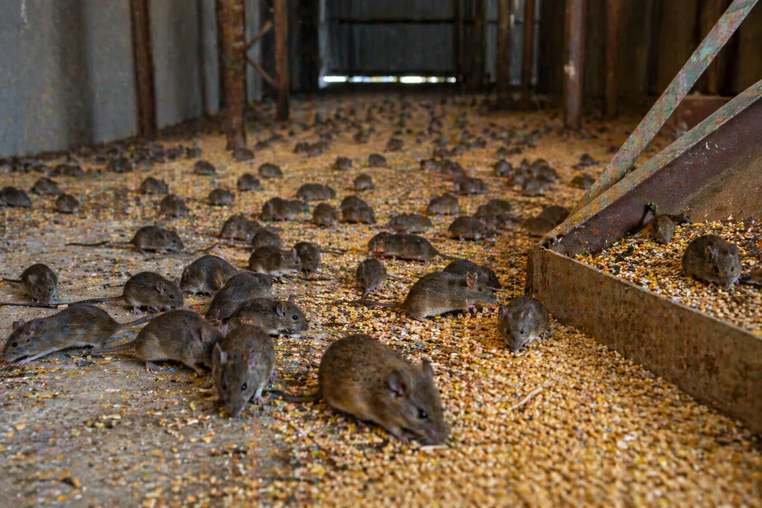 Mouse numbers have grown to plague proportions in Western Australia's grain growing regions.