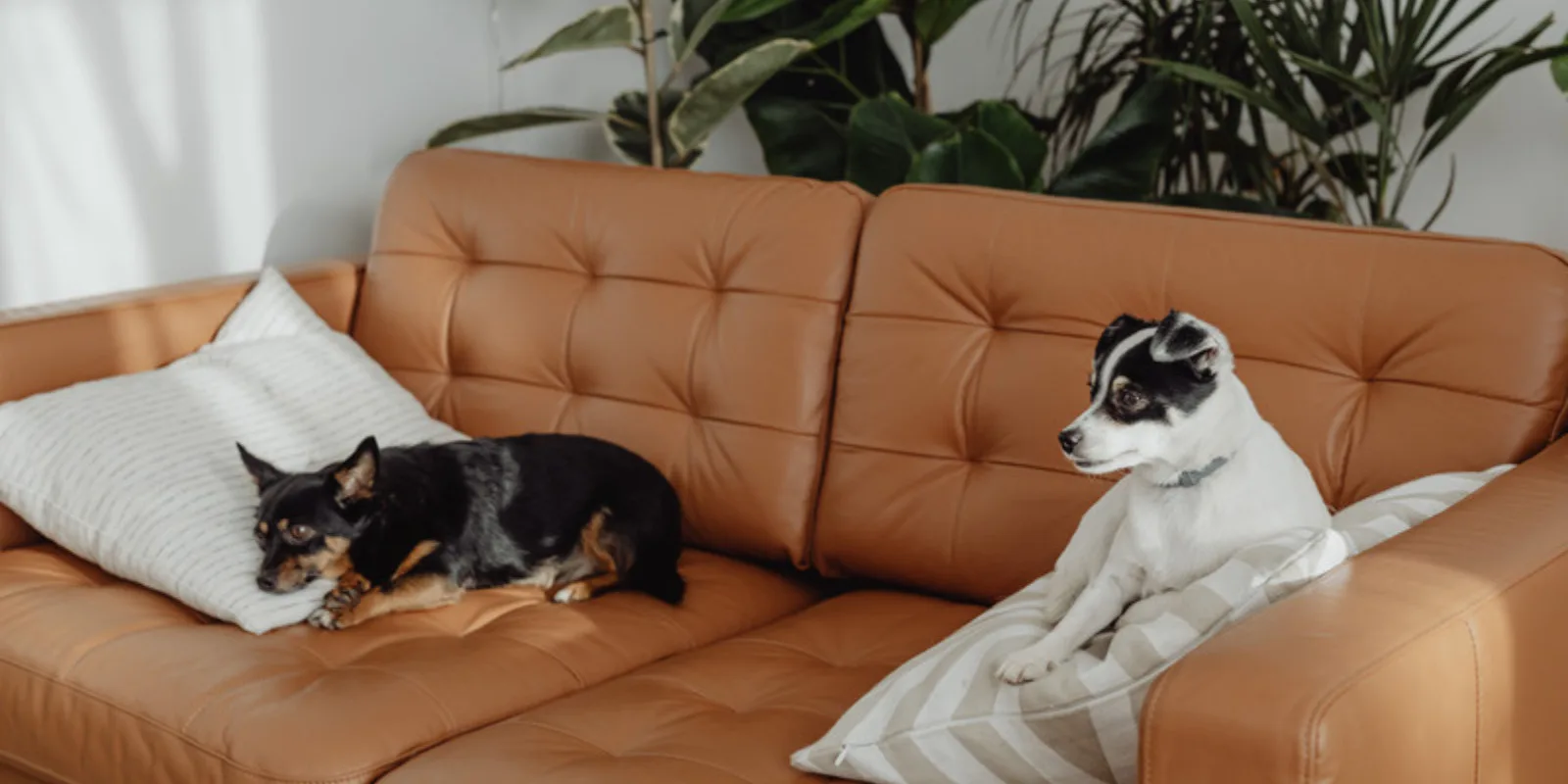 c9d2aca9-32c3-4e1b-8d6f-d1d3762f77a9