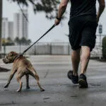 Gold Coast’ta köpeğe kötü muamele iddiasını temsil eden haber görseli.