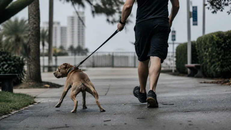 Gold Coast’ta köpeğe kötü muamele iddiasını temsil eden haber görseli.