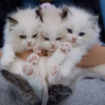 78 Ragdoll kedi kurtarıldı konulu editoryal haber görseli