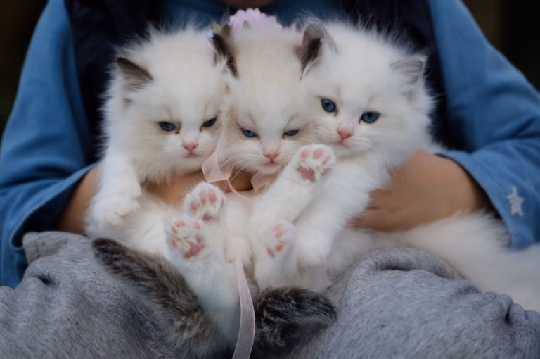78 Ragdoll kedi kurtarıldı konulu editoryal haber görseli