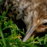 Avustralya’da H5N1 vakası 14’e yükseldi konulu temsili editoryal görsel