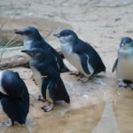Phillip Island penguenlerine kuş gribi aşısı.