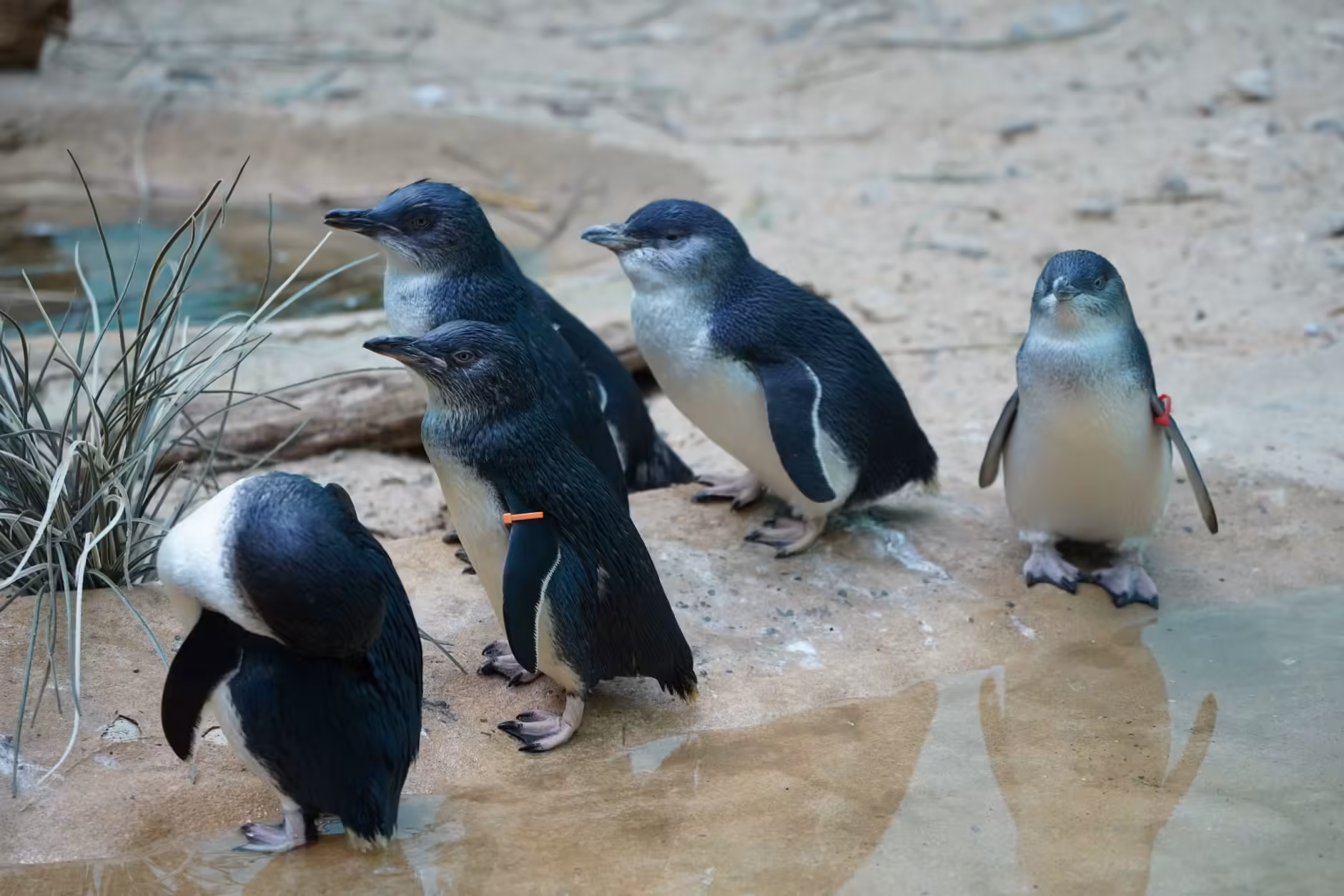 Phillip Island penguenlerine kuş gribi aşısı.