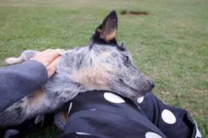 Vurulan köpek için 20 bin dolar ödül.